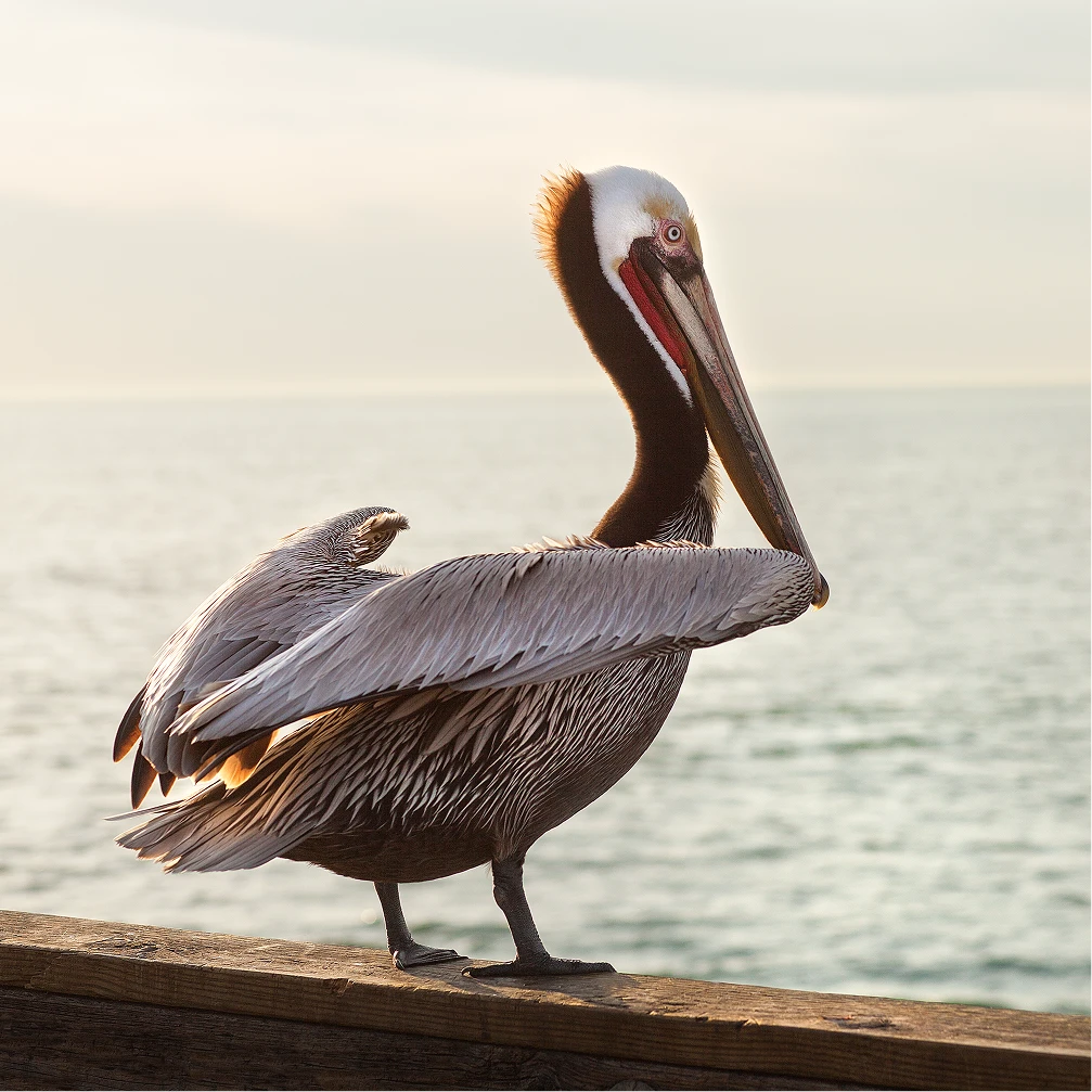700 Ss Branding Imagery, Pelican on railing