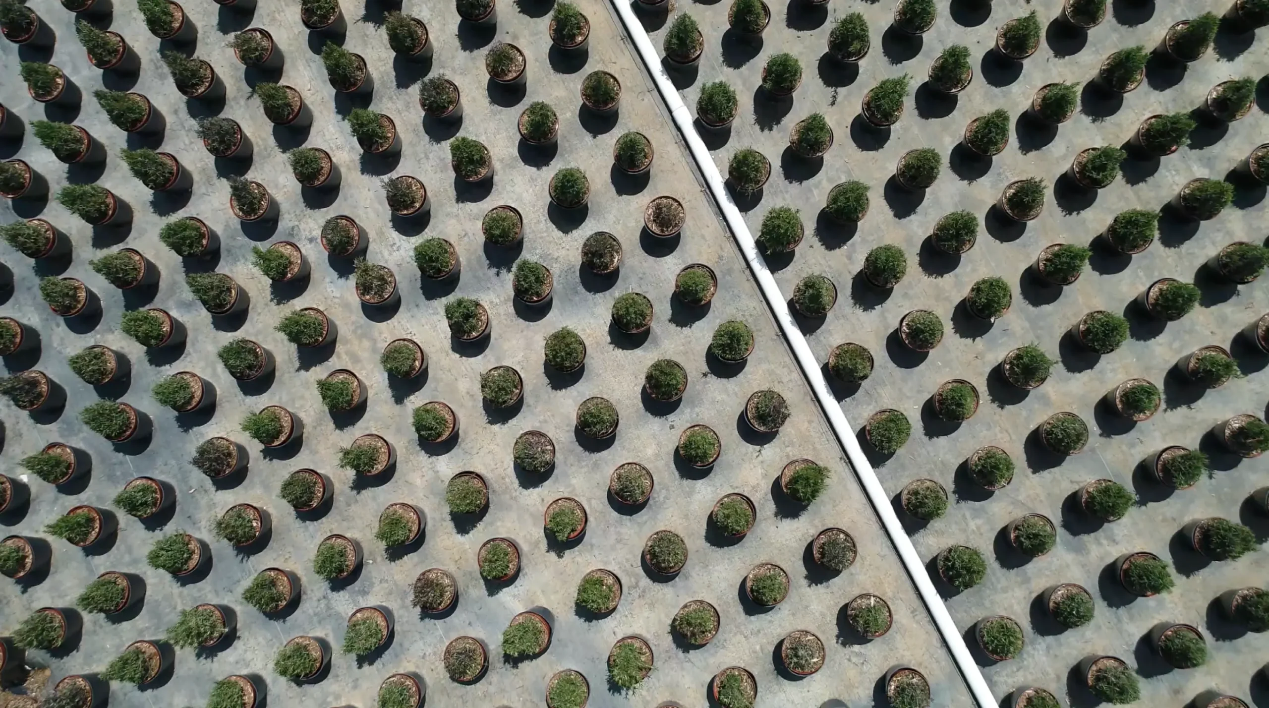Coastal Nursery Aerial View of Potted Trees