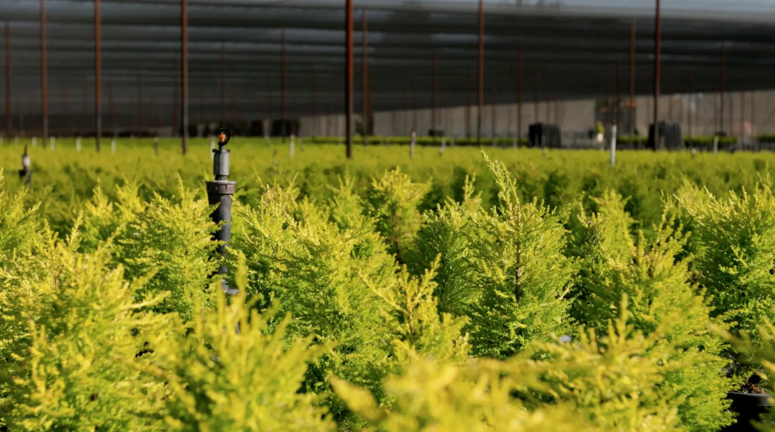 Coastal Nursery Green Plants