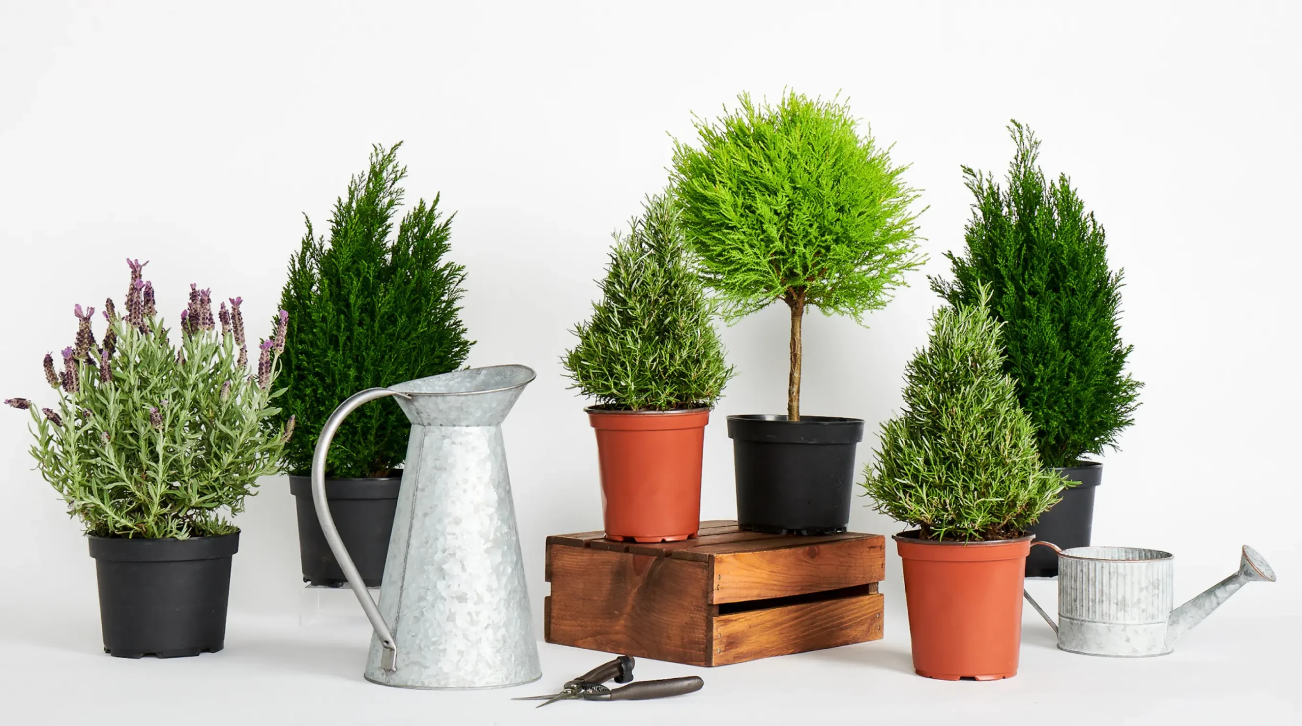 Coastal Nursery Studio Plants