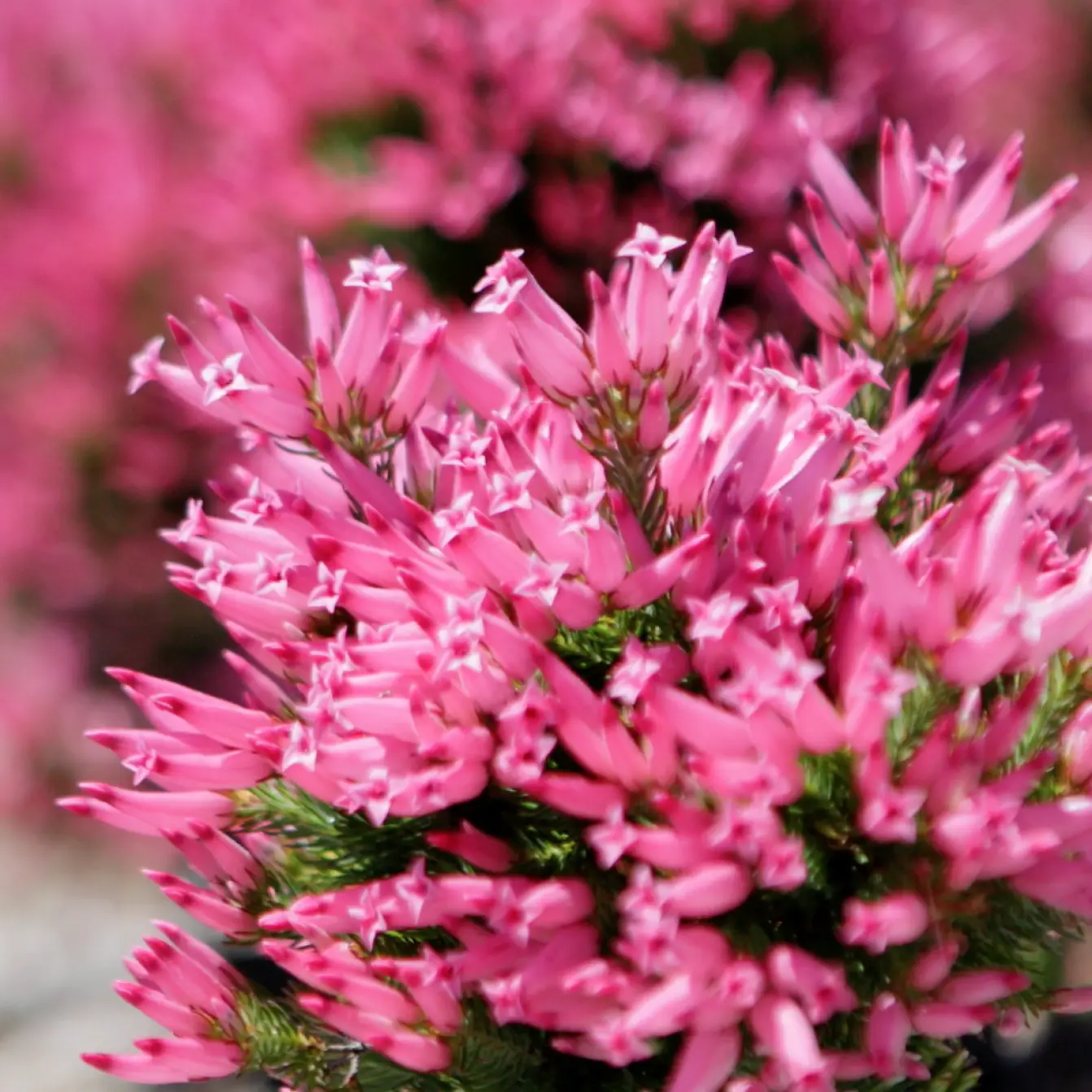 Coastal Nursery Pink Flowers