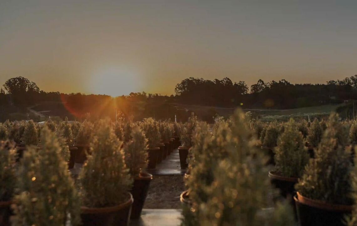 Coastal Nursery Video Thumb